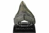 Serrated, Fossil Megalodon Tooth - South Carolina #148707-1